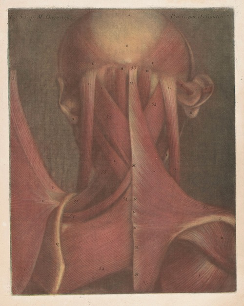 Male head showing the muscles of the back of the head and neck