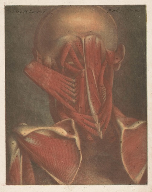 Male head showing the muscles of the back of the head, neck and shoulder blades.