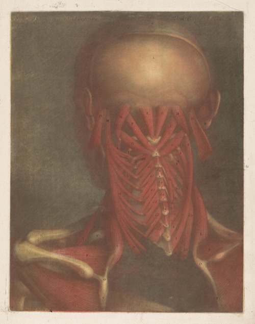 Male head showing the muscles of the back of the head, neck and shoulder blades