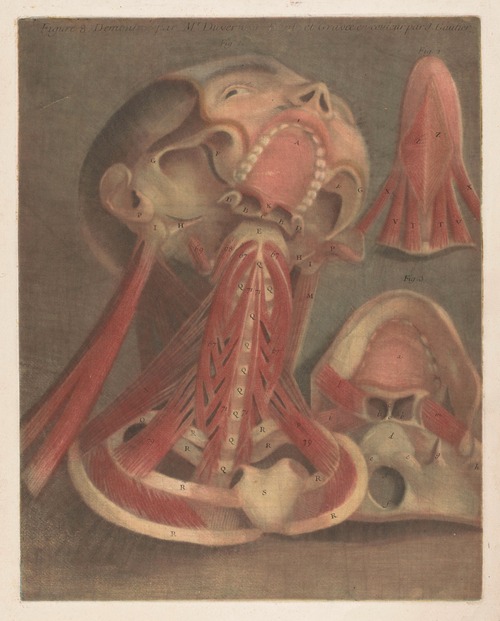 Male head with muscles visible, with detail of the palate