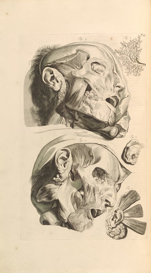 Anatomia humani corporis Pl.013