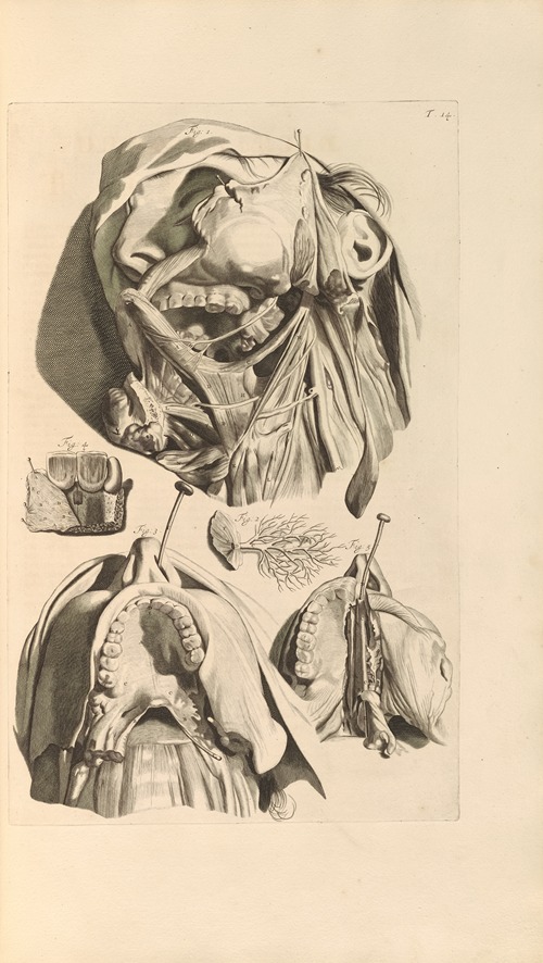 Anatomia humani corporis Pl.015