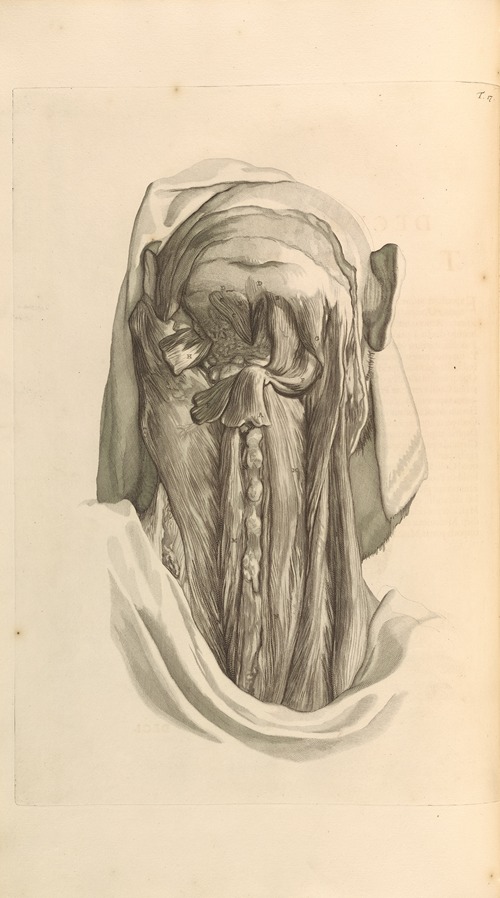 Anatomia humani corporis Pl.018