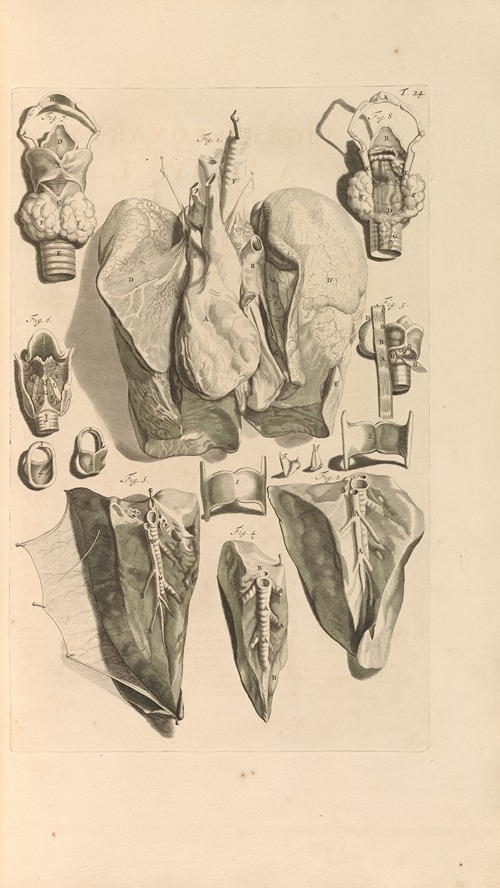 Anatomia humani corporis Pl.025