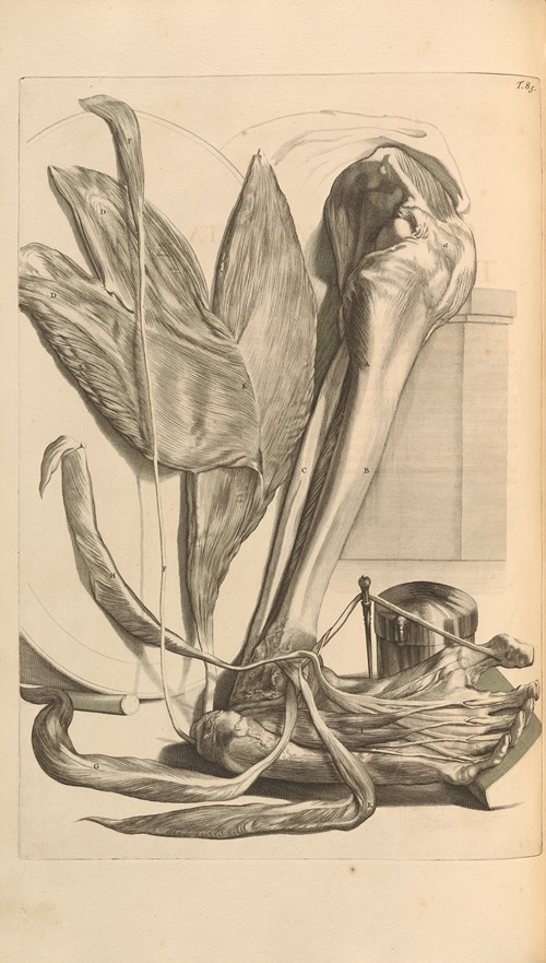 Anatomia humani corporis Pl.086