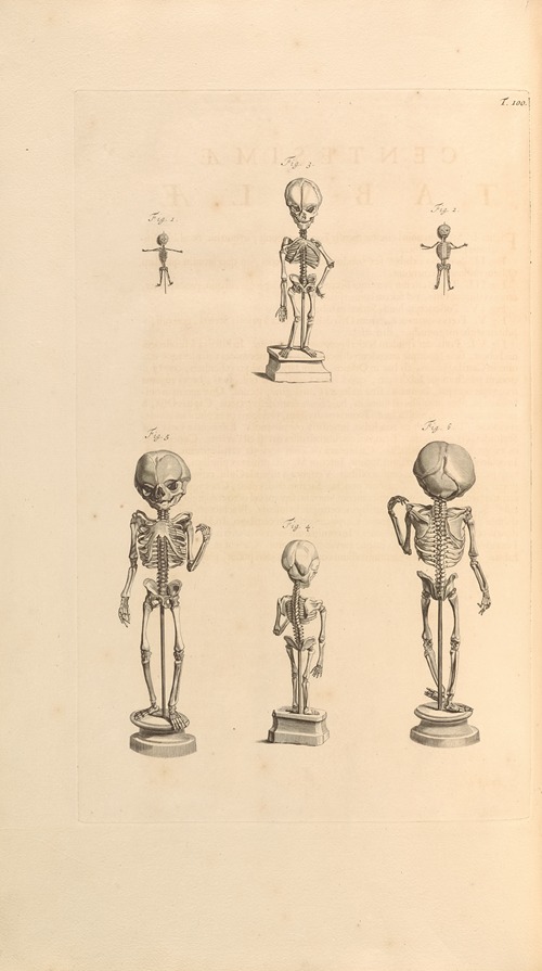 Anatomia humani corporis Pl.101