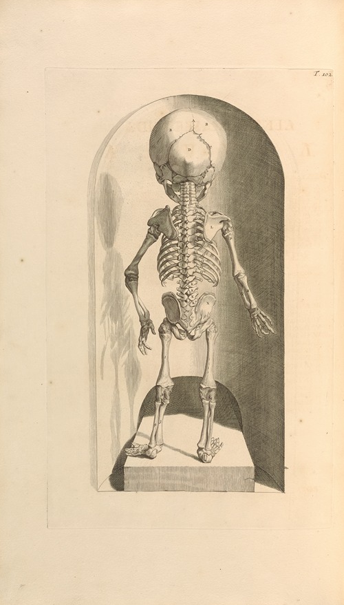 Anatomia humani corporis Pl.103