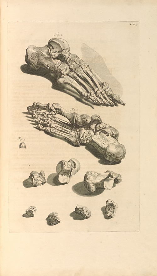 Anatomia humani corporis Pl.106