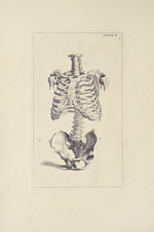 Anatomy improv’d and illustrated with regard to the uses thereof in designing Pl.02