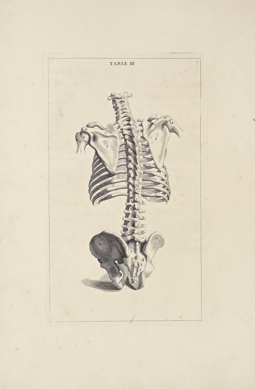 Anatomy improv’d and illustrated with regard to the uses thereof in designing Pl.03