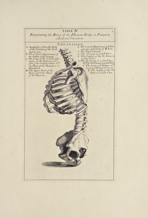 Anatomy improv’d and illustrated with regard to the uses thereof in designing Pl.04