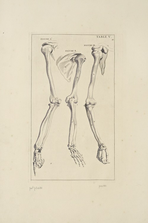 Anatomy improv’d and illustrated with regard to the uses thereof in designing Pl.05