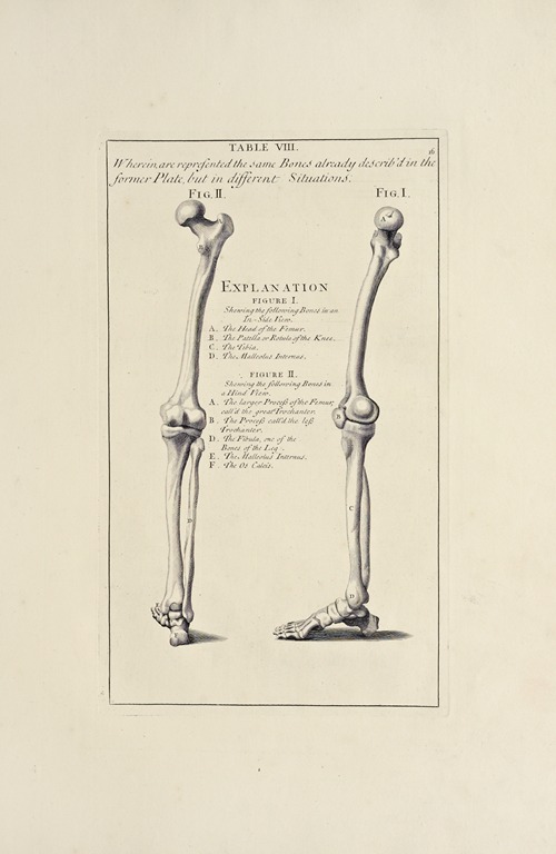 Anatomy improv’d and illustrated with regard to the uses thereof in designing Pl.08