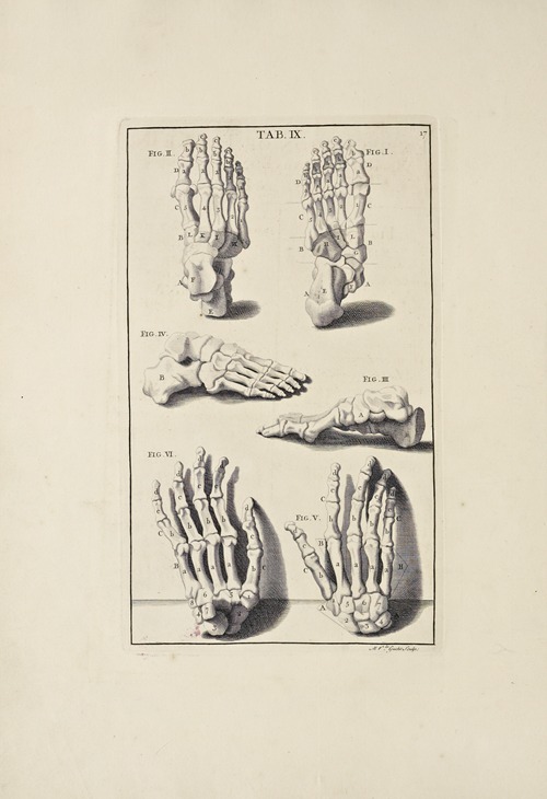 Anatomy improv’d and illustrated with regard to the uses thereof in designing Pl.09