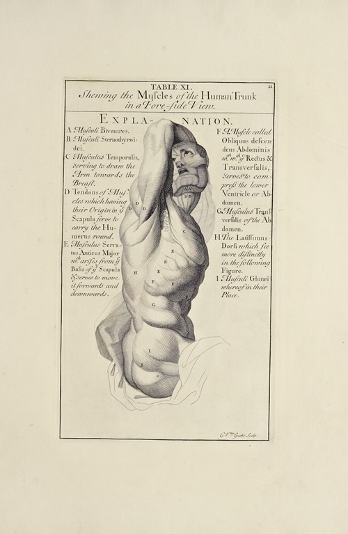 Anatomy improv’d and illustrated with regard to the uses thereof in designing Pl.11
