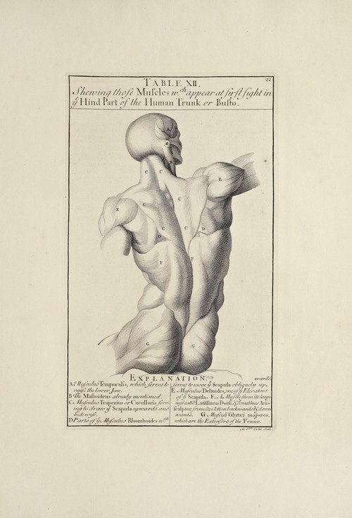 Anatomy improv’d and illustrated with regard to the uses thereof in designing Pl.12