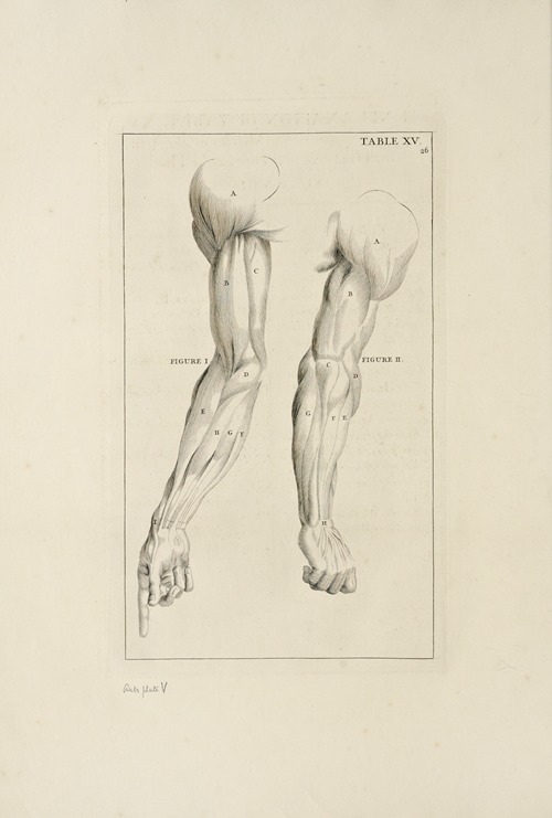 Anatomy improv’d and illustrated with regard to the uses thereof in designing Pl.15