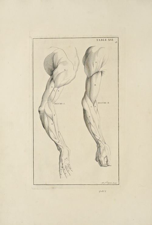 Anatomy improv’d and illustrated with regard to the uses thereof in designing Pl.16