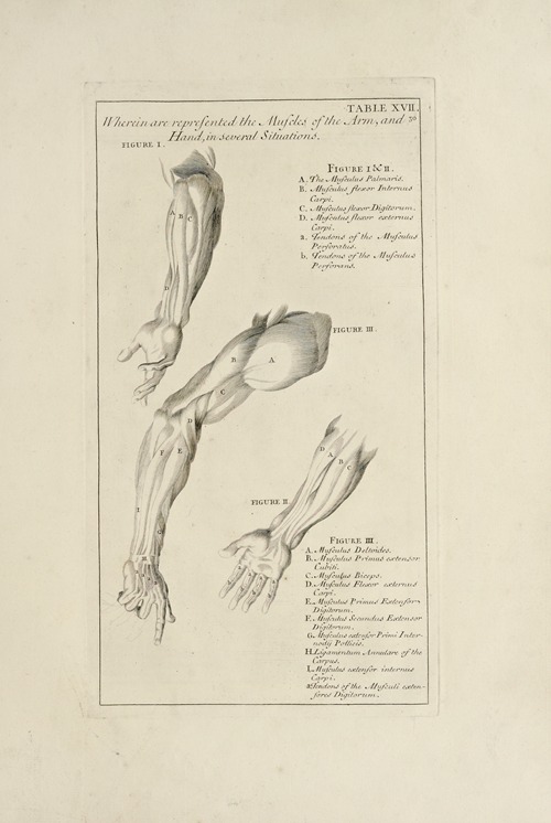 Anatomy improv’d and illustrated with regard to the uses thereof in designing Pl.17