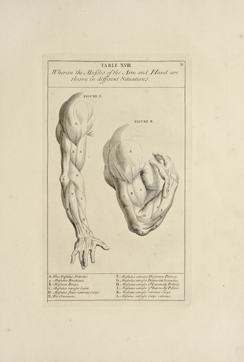 Anatomy improv’d and illustrated with regard to the uses thereof in designing Pl.18
