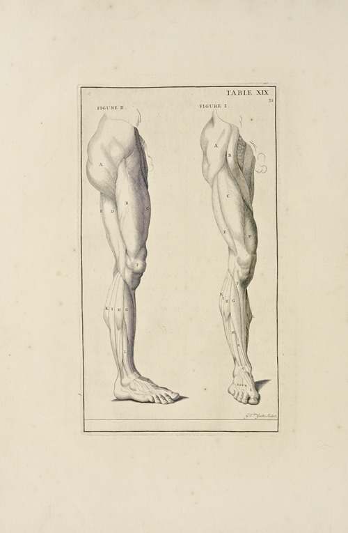 Anatomy improv’d and illustrated with regard to the uses thereof in designing Pl.19