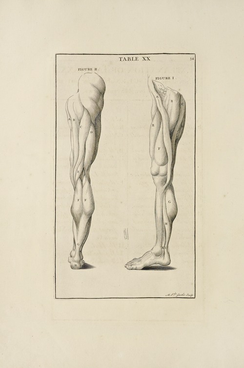 Anatomy improv’d and illustrated with regard to the uses thereof in designing Pl.20