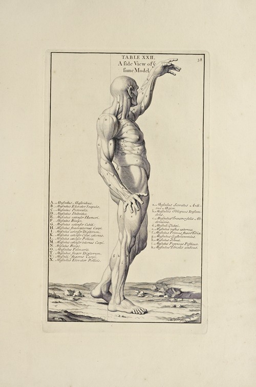 Anatomy improv’d and illustrated with regard to the uses thereof in designing Pl.22