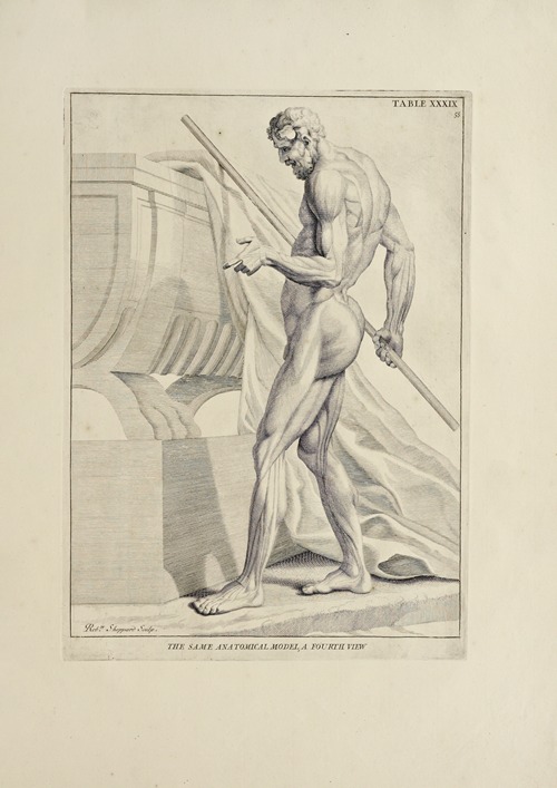 Anatomy improv’d and illustrated with regard to the uses thereof in designing Pl.39