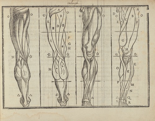 L’art de dessiner de Maistre Jean Cousin Pl.17