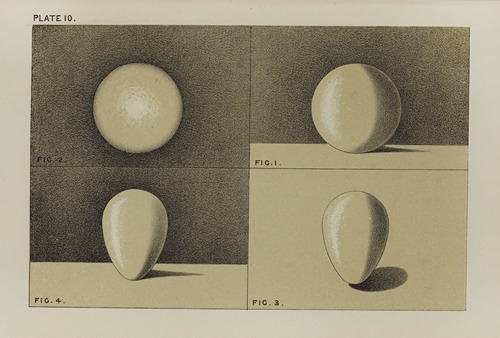 Handbook of light and shade, with especial reference to model drawing Pl.10