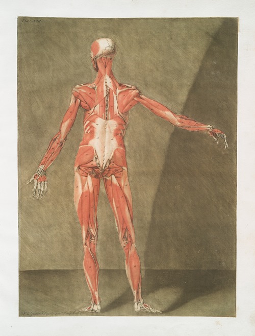 Cette planche représente les Muscles qui font situés immédiatement sous les précédens