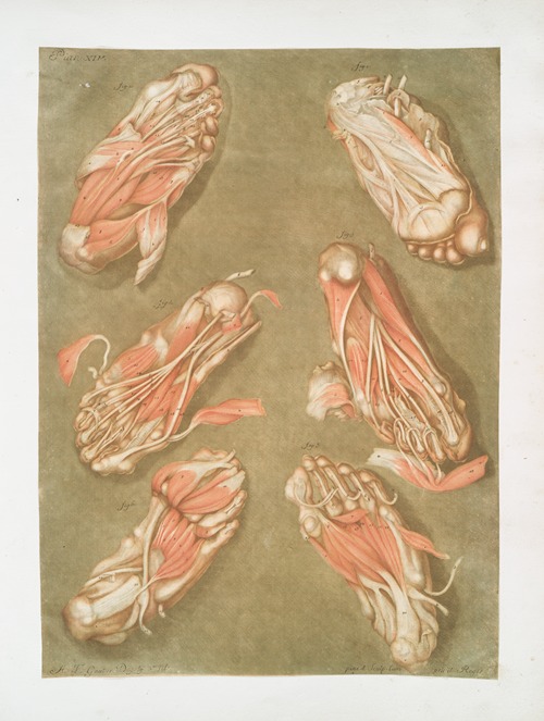 Cette planche représente les muscles situés à la plante du pied