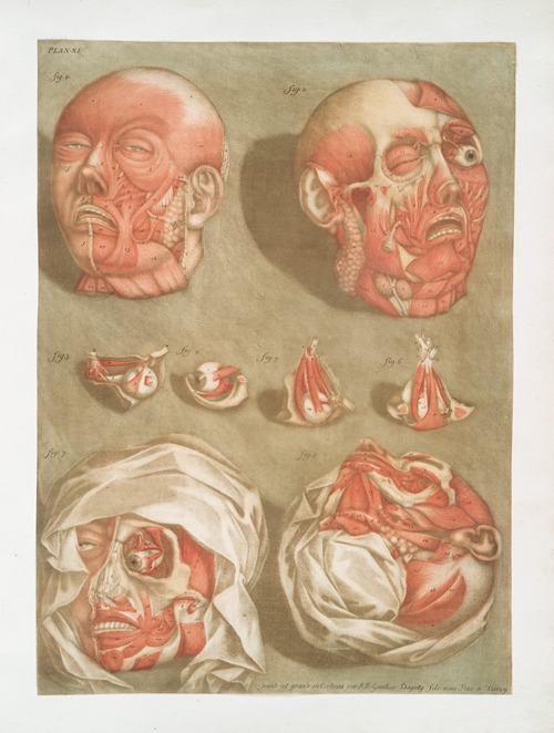Cette planche représente, en detail & de grandeur naturelle, les muscles de le face….