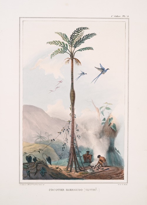 Cocotier barrigudo (ventrû)