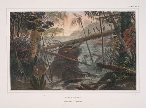 Forêt vierge