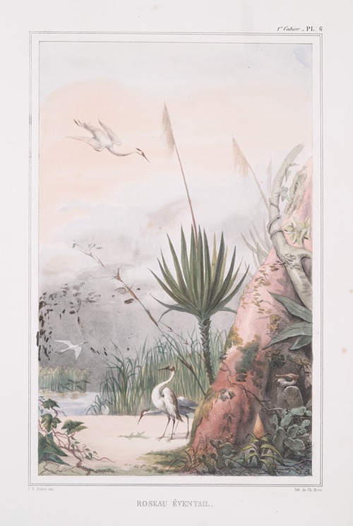 Roseau éventail (ouba)