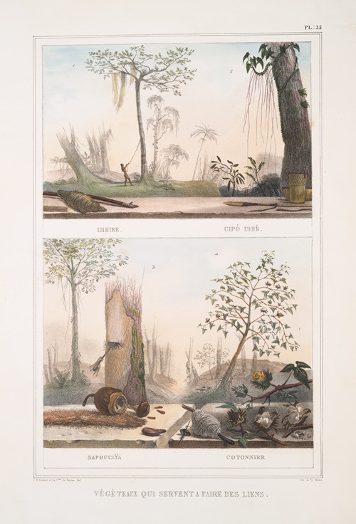 Végéteaux qui servent à faire des liens; Imbire (Cipò imbé), Cotonnier (Sapoucaÿa)