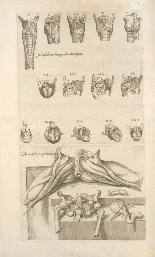 1. Musculorum laringis quartuordecim figurç – 2. De musculis peni peculiaribus