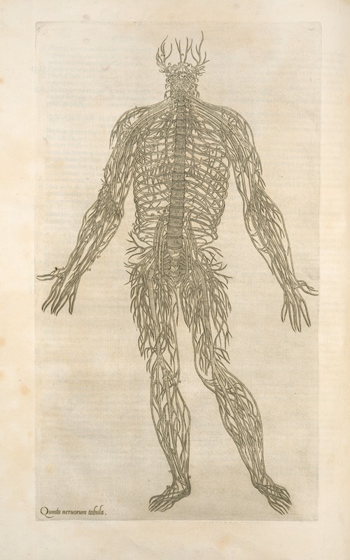 Quanta neruorum tabula. [Human Nervous system]
