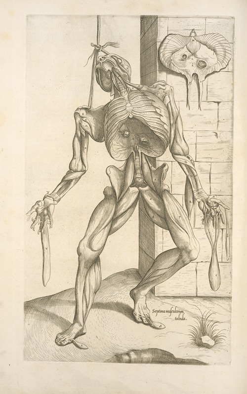 Septima musculorum tabula. [Gruesome figure hanging with a noose around its neck]