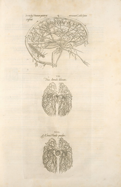 Sixta fig; Venarum panter acarterum Carebri senem explicat – Ven & arterialis delineatio – Arteria venalis processvs
