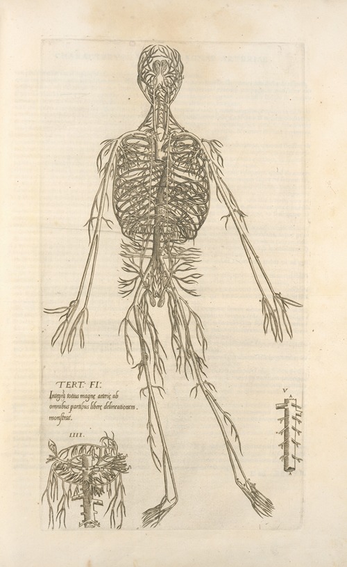 Tert. fig.; Integram totius magnæ arteriæ ab omnibus partibus liberæ delineationiem monstrat