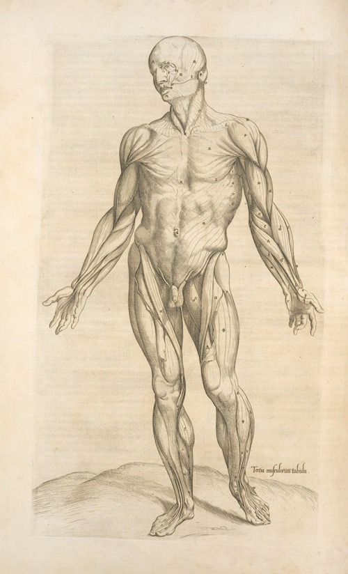 Tertia musculorum tabula. [Showing the figure with open hands]