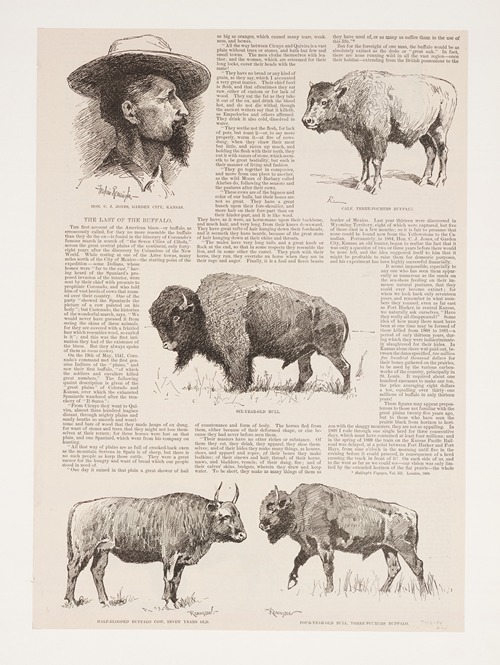 6 drawings of American buffalo and portrait of Ho.N.C.J. Jones, Garden City, Kansas