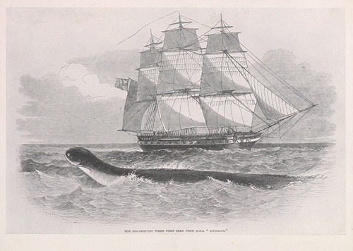 The sea-serpent when first seen from H.M.S. Dædalus