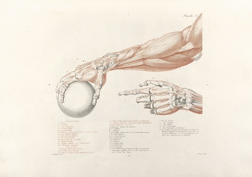 Anatomie du gladiateur combattant Pl.04