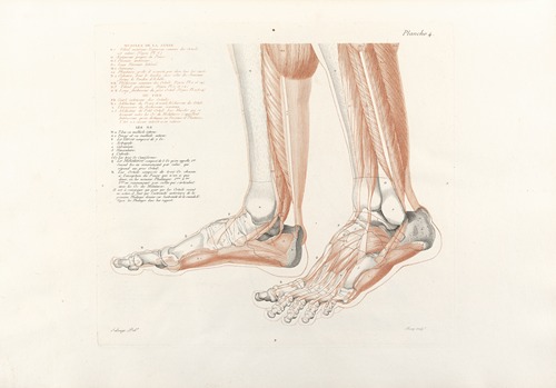 Anatomie du gladiateur combattant Pl.05