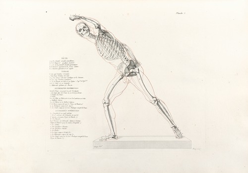 Anatomie du gladiateur combattant Pl.06