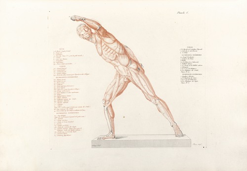 Anatomie du gladiateur combattant Pl.07