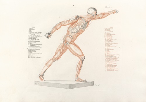 Anatomie du gladiateur combattant Pl.11